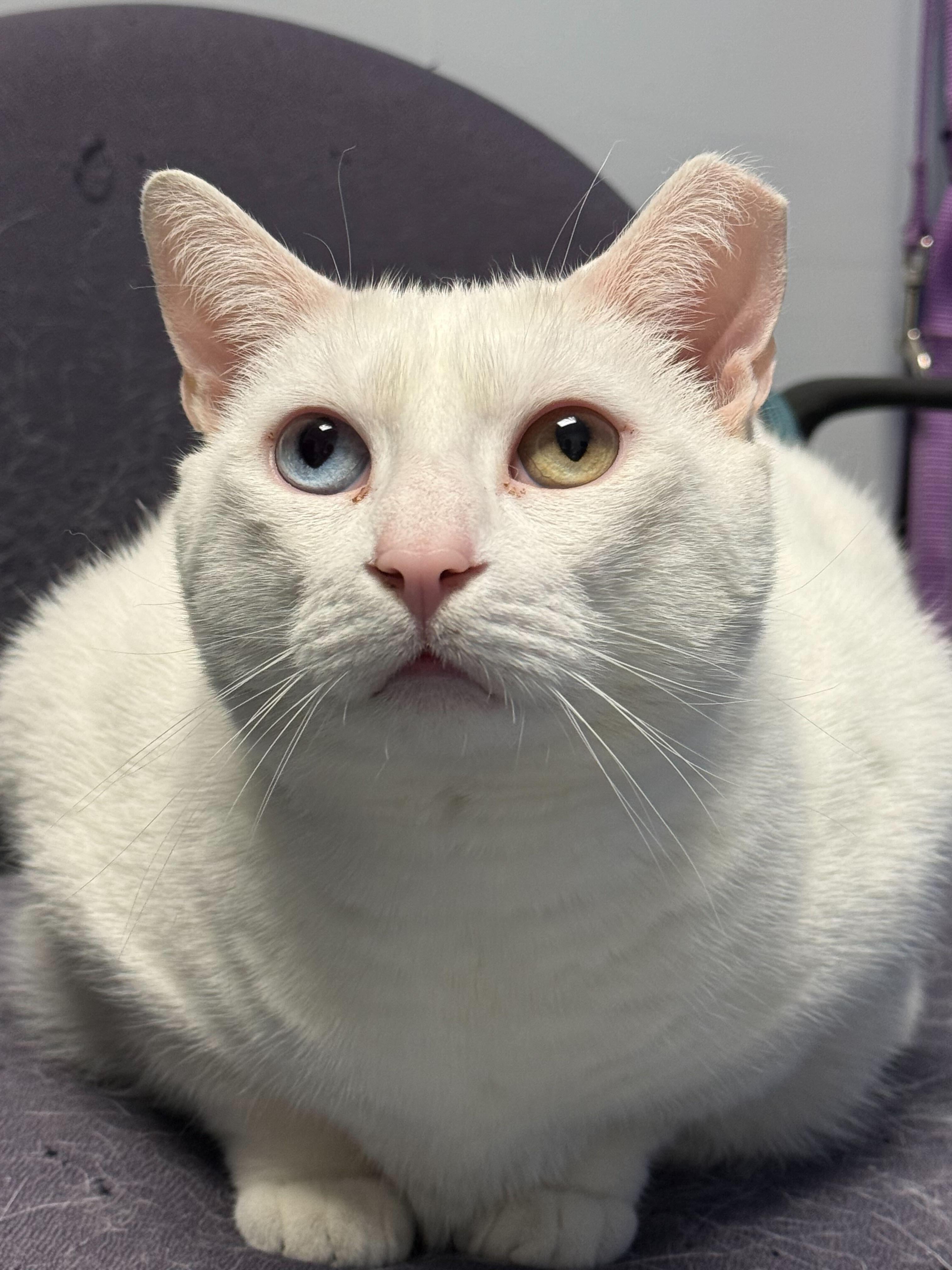 Enlarge Snowflake (& Sugar), a ADOPTABLE Domestic Short Hair in Queenstown, MD image 2/5