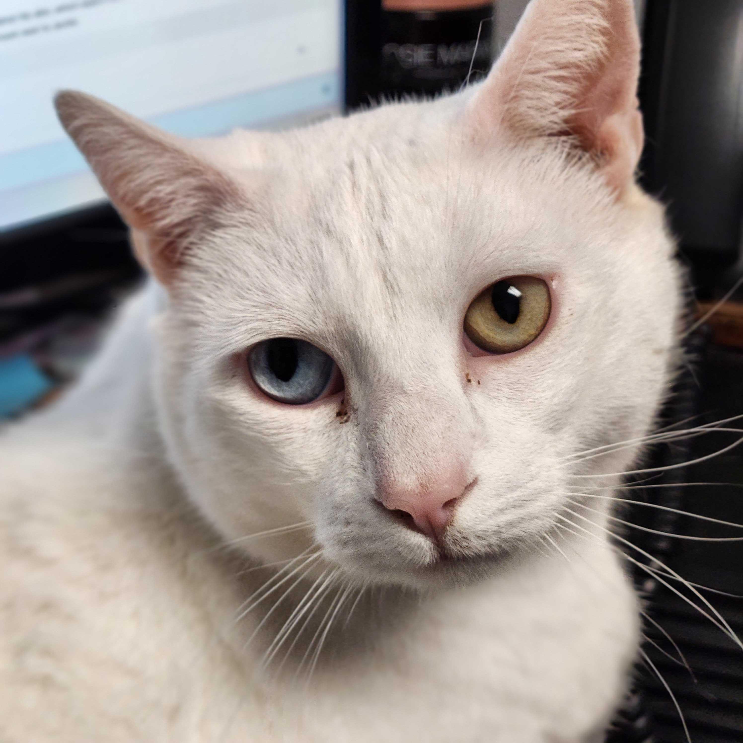 Enlarge Snowflake (& Sugar), a ADOPTABLE Domestic Short Hair in Queenstown, MD image 5/5