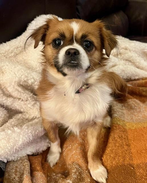 Maddie, adopted, Young Female Mixed Breed.