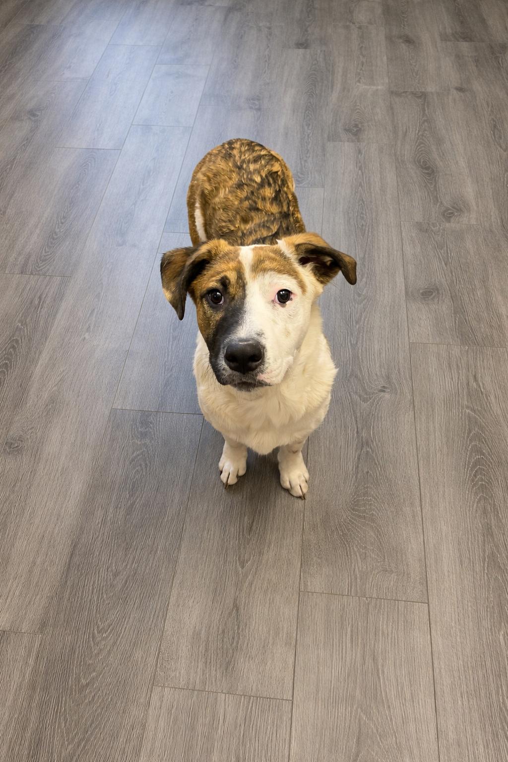 Big Hunk, a Adoptable Australian Cattle Dog / Blue Heeler in Midway, UT image 1/3