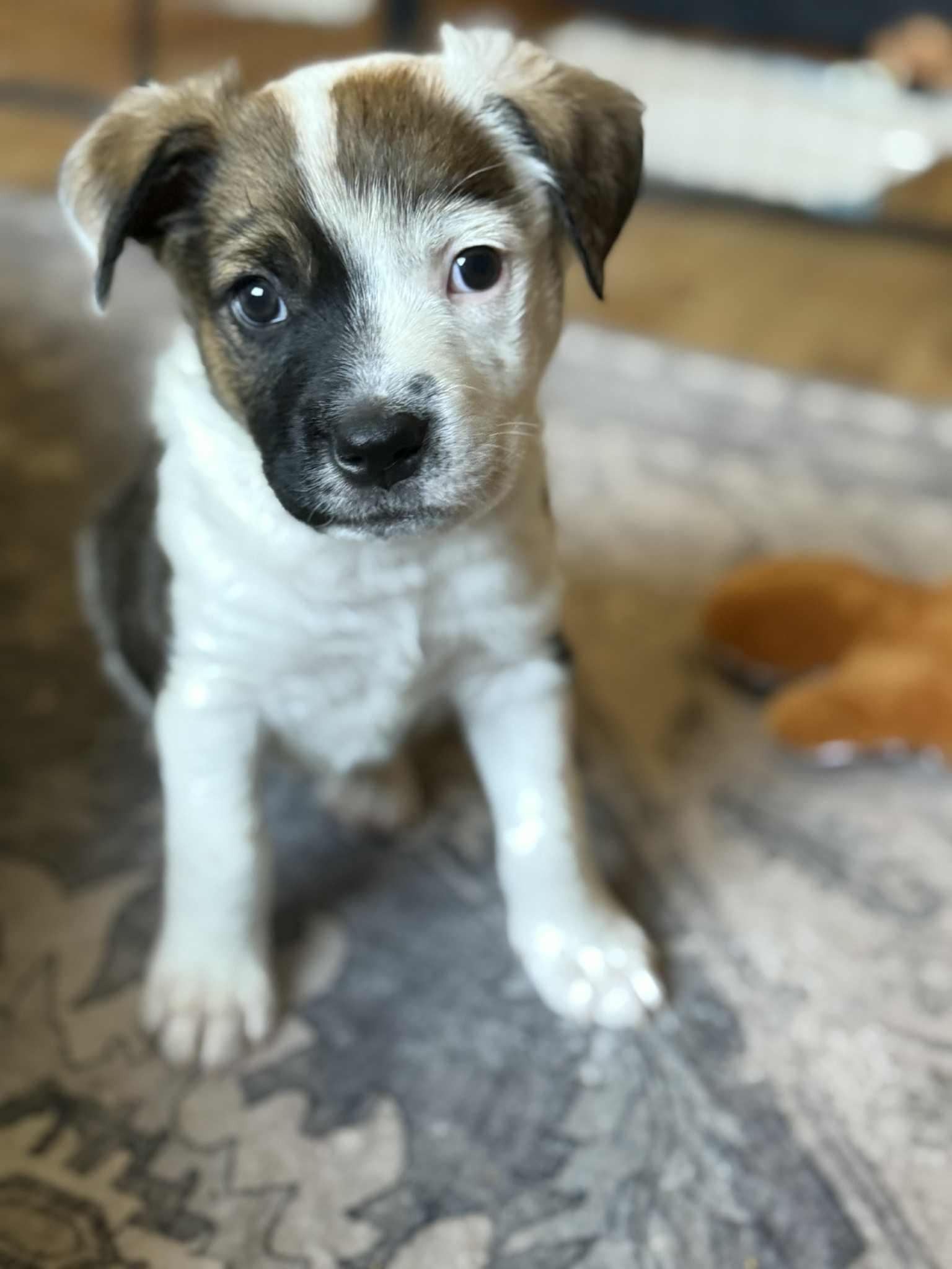 Big Hunk, Adoptable, Puppy Male Australian Cattle Dog / Blue Heeler.