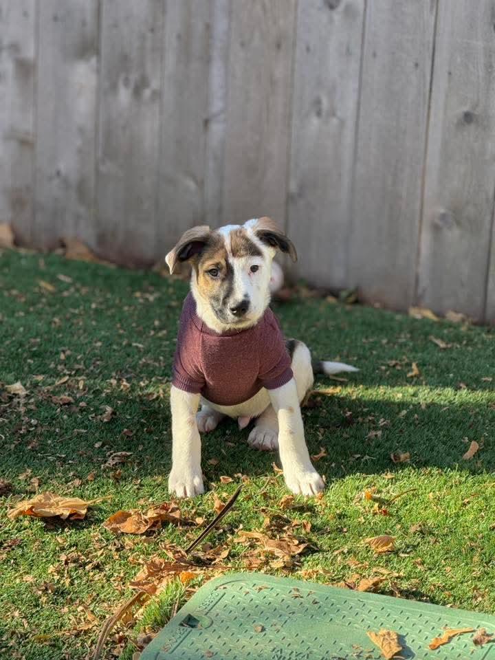 Big Hunk, a Adoptable Australian Cattle Dog / Blue Heeler in Midway, UT image 3/3