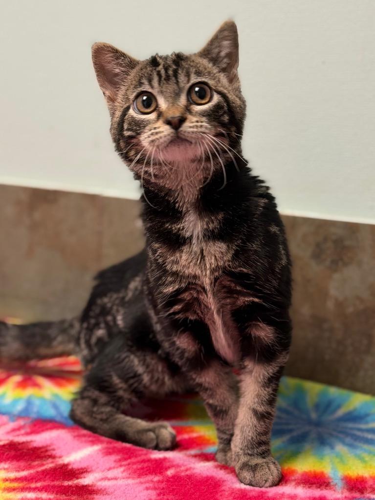 Iowa, ADOPTABLE, Kitten Female Domestic Short Hair.