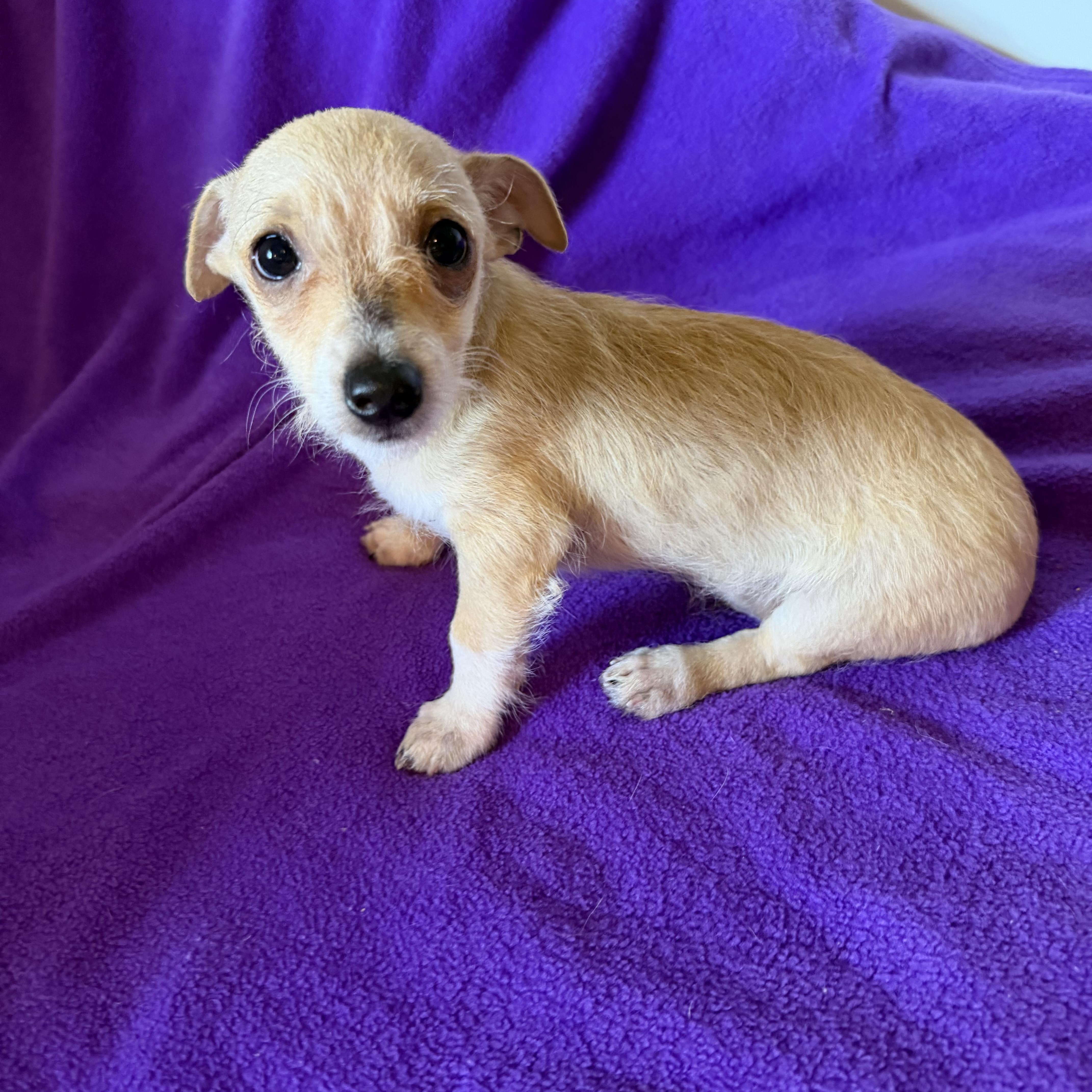 Jonah, ADOPTABLE, Puppy Male Chihuahua & Dachshund.