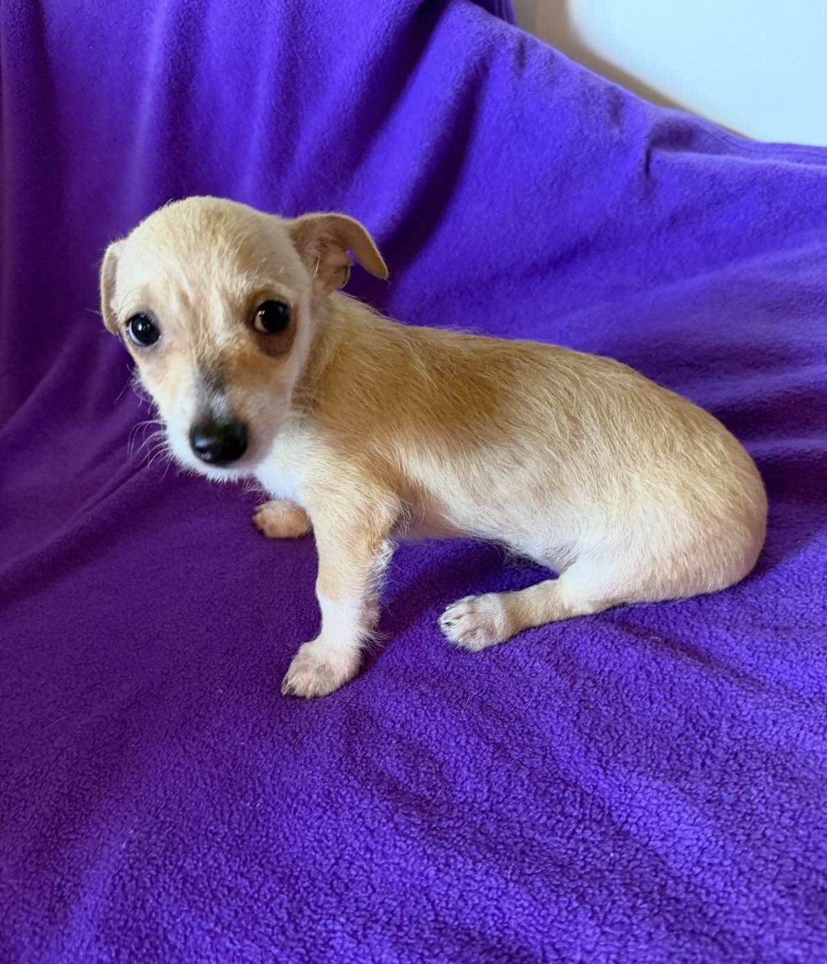 Jonah, a ADOPTABLE mixed breed in Alabaster, AL image 4/5