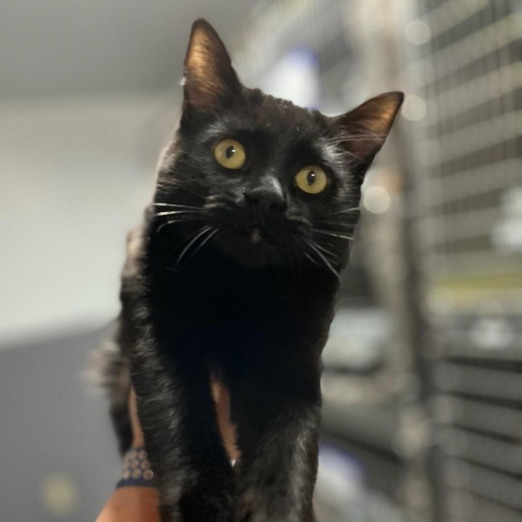 Everly, Adoptable, Young Female Domestic Short Hair.