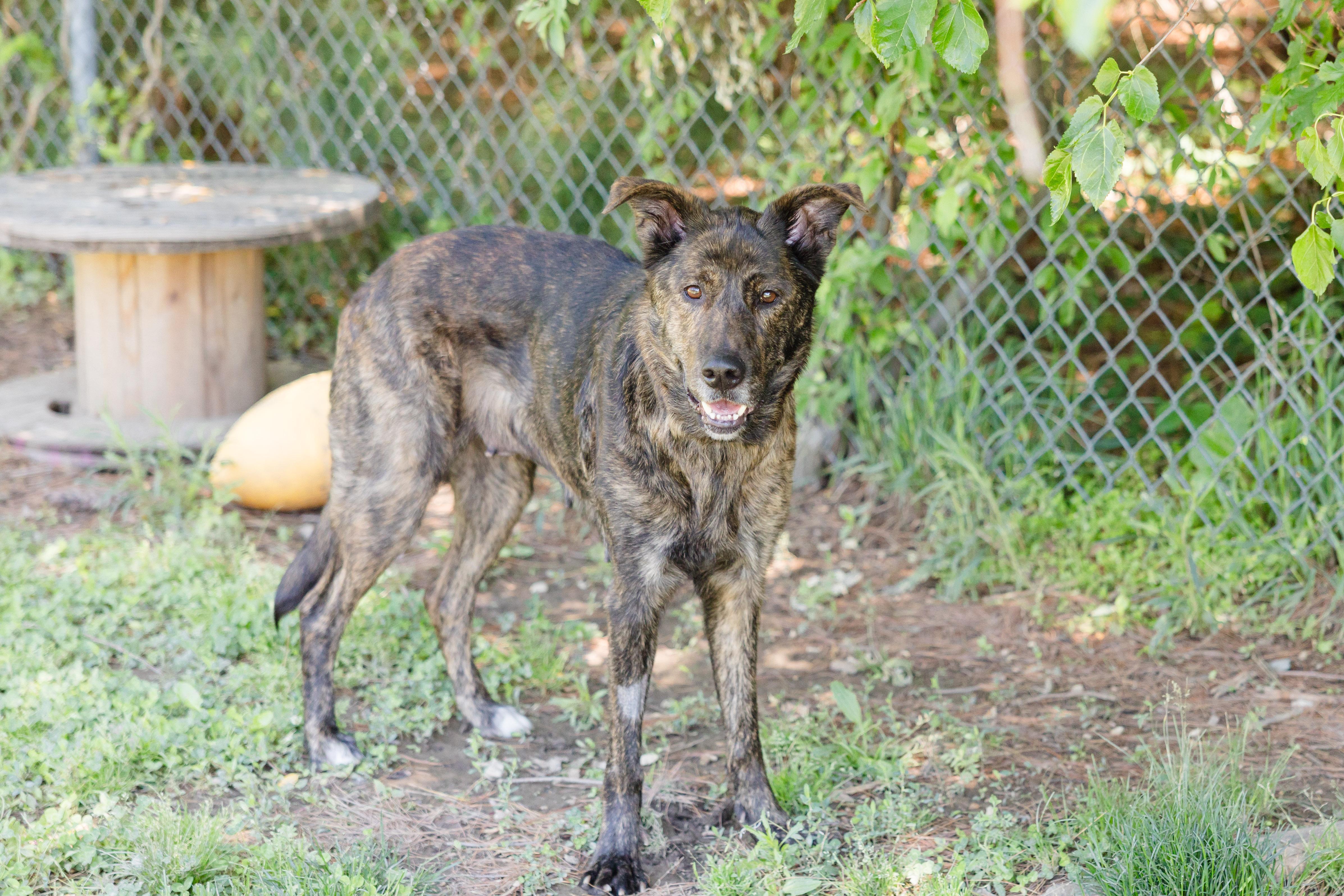 Brittany, a ADOPTABLE mixed breed in Newburgh, IN image 4/4