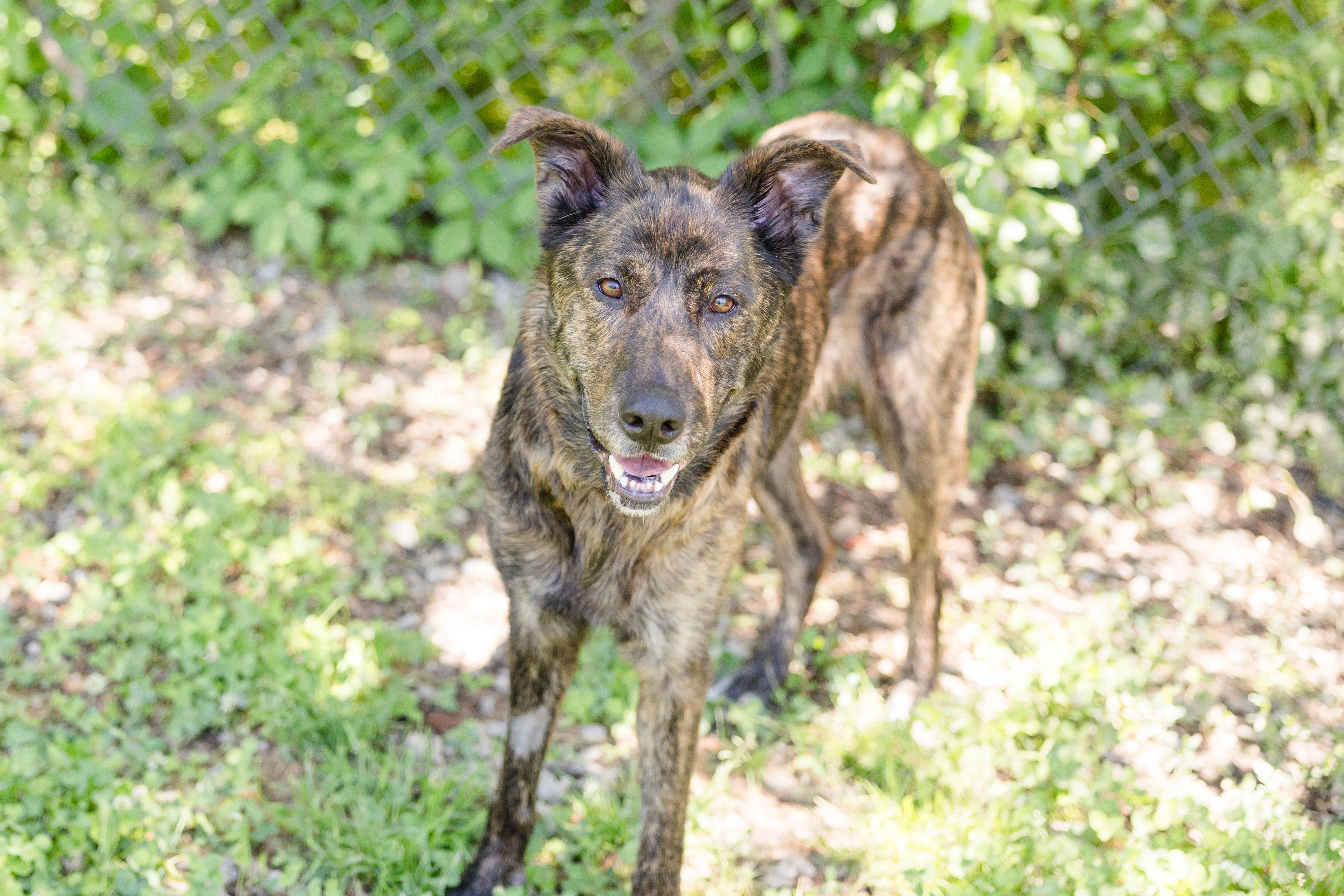 Brittany, a ADOPTABLE mixed breed in Newburgh, IN image 3/4