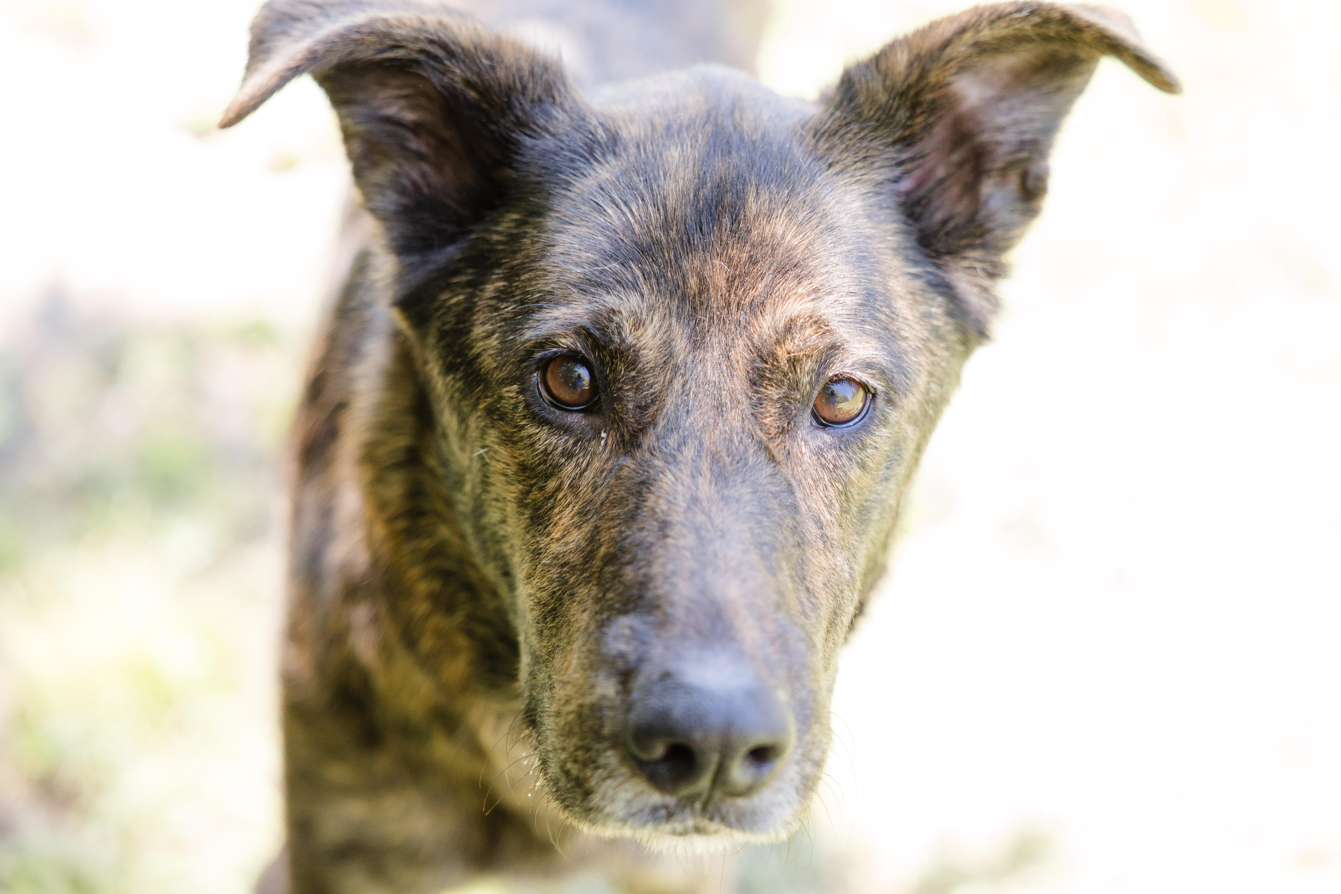 Brittany, ADOPTABLE, Adult Female German Shepherd Dog.