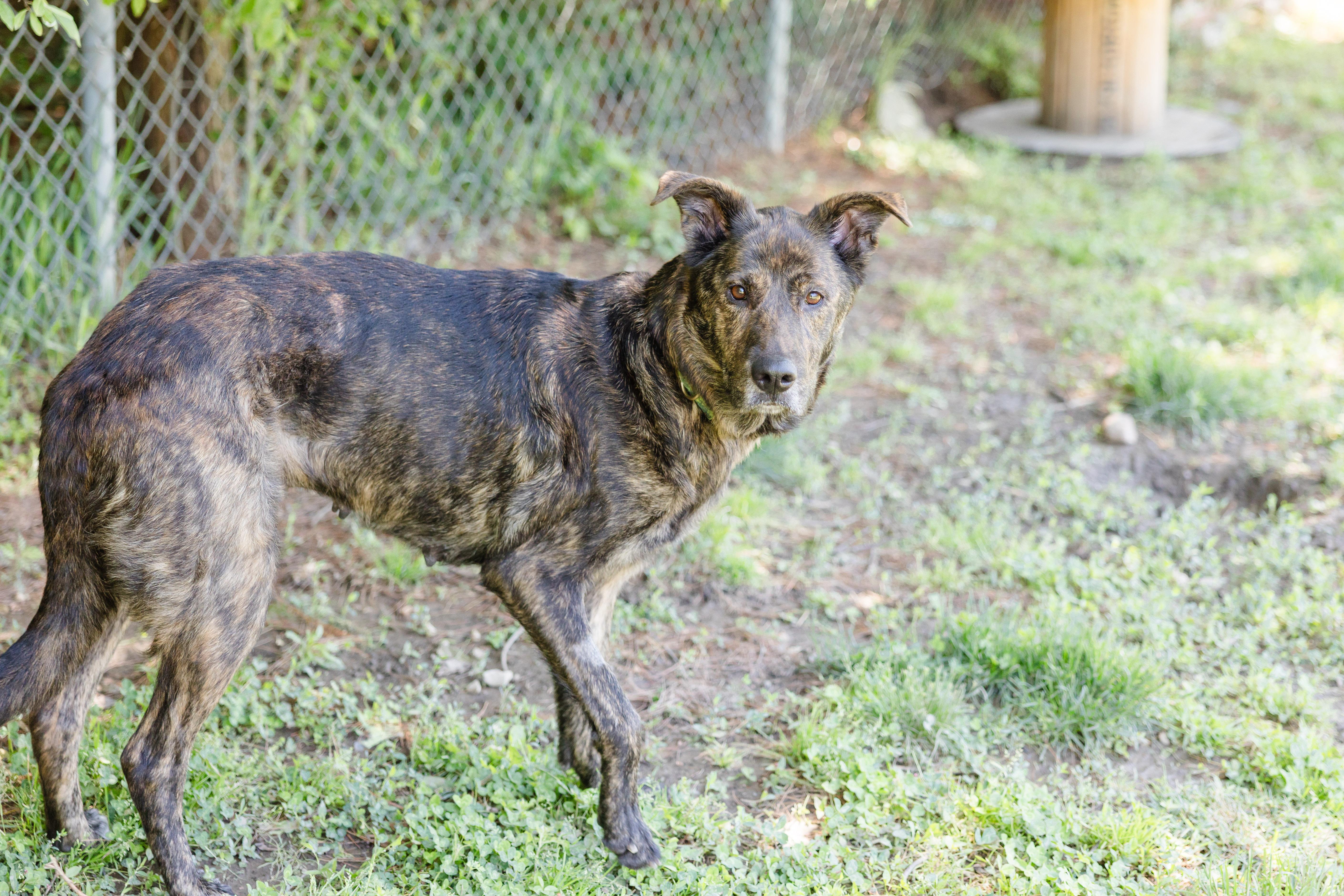 Brittany, a ADOPTABLE mixed breed in Newburgh, IN image 2/4