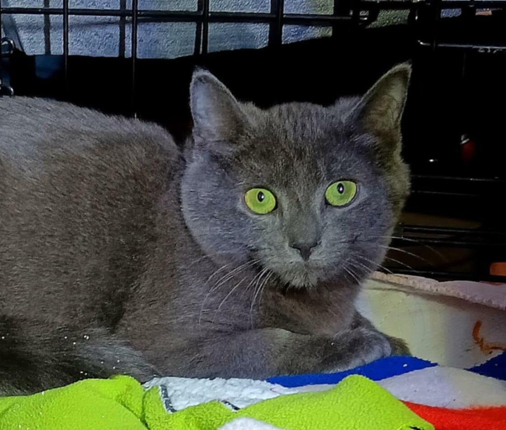 Enlarge Scrap, a Adoptable American Shorthair in Hagaman, NY image 1/2