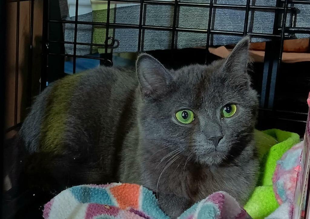 Enlarge Scrap, a Adoptable American Shorthair in Hagaman, NY image 2/2