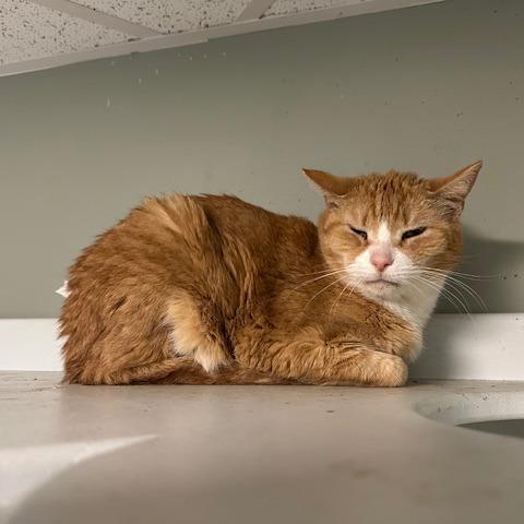 Oliver, Adoptable, Senior Male Domestic Short Hair.
