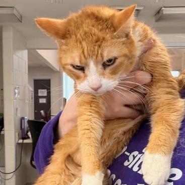 Oliver, a Adoptable Domestic Short Hair in Indianapolis, IN image 2/2