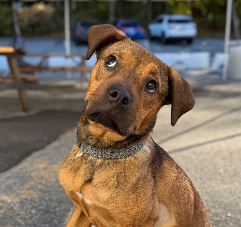 Chica - LOCAL, a Adoptable Pit Bull Terrier in Princeton, MA image 1/6