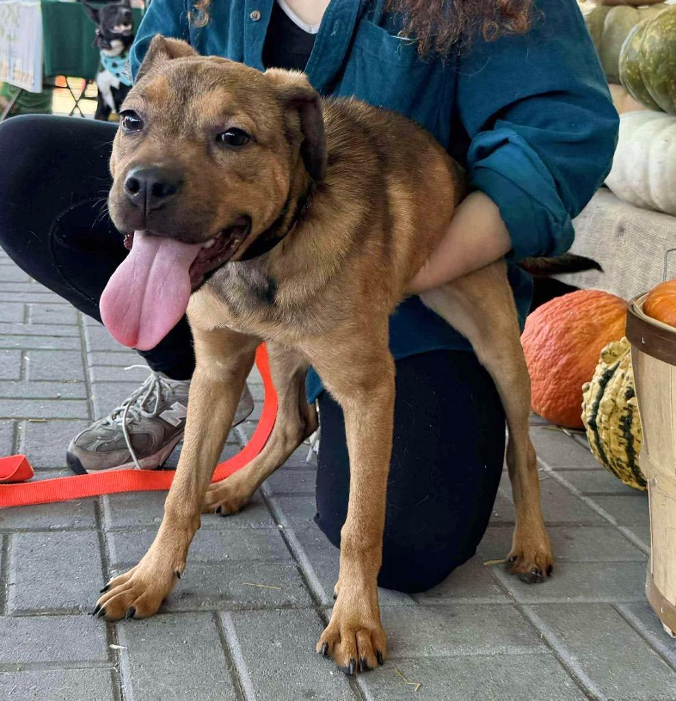 Chica - LOCAL, a Adoptable Pit Bull Terrier in Princeton, MA image 2/6