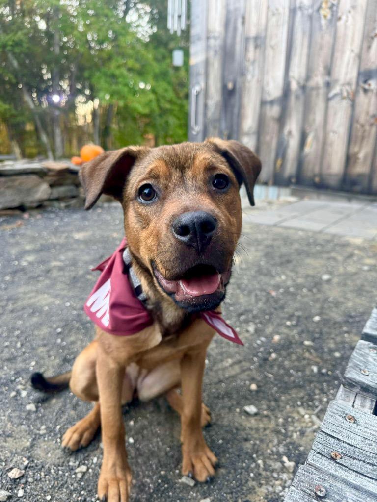 Chica - LOCAL, a Adoptable Pit Bull Terrier in Princeton, MA image 3/6