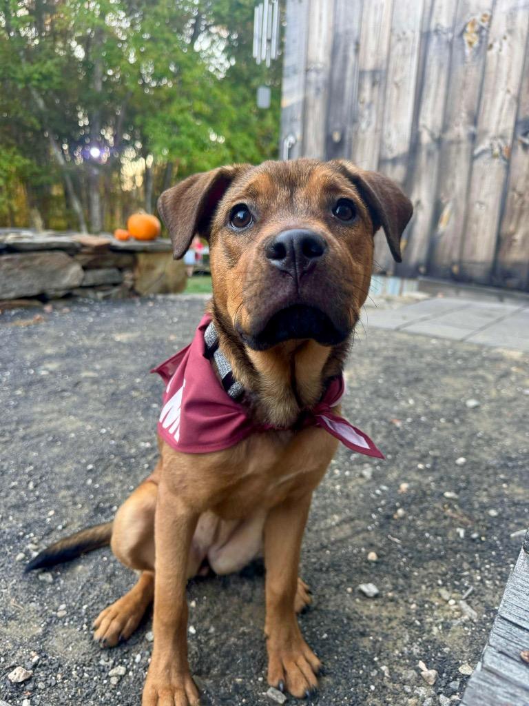 Chica - LOCAL, a Adoptable Pit Bull Terrier in Princeton, MA image 4/6