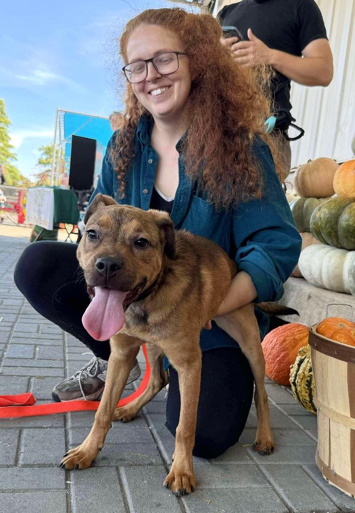 Chica - LOCAL, a Adoptable Pit Bull Terrier in Princeton, MA image 5/6