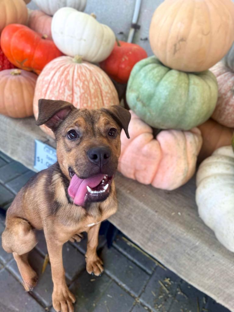 Chica - LOCAL, a Adoptable Pit Bull Terrier in Princeton, MA image 6/6