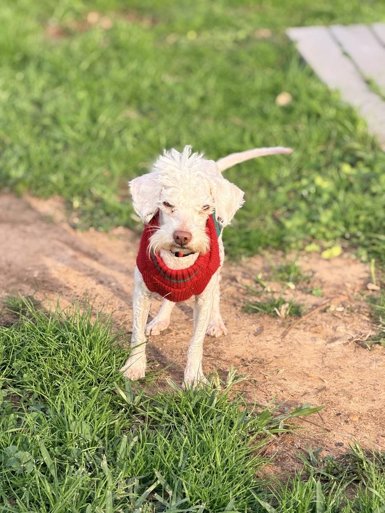 Snowbank, Adoptable, Senior Male Bichon Frise.