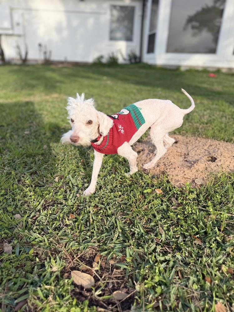 Enlarge Snowbank, a Adoptable mixed breed in Richmond, TX image 2/2