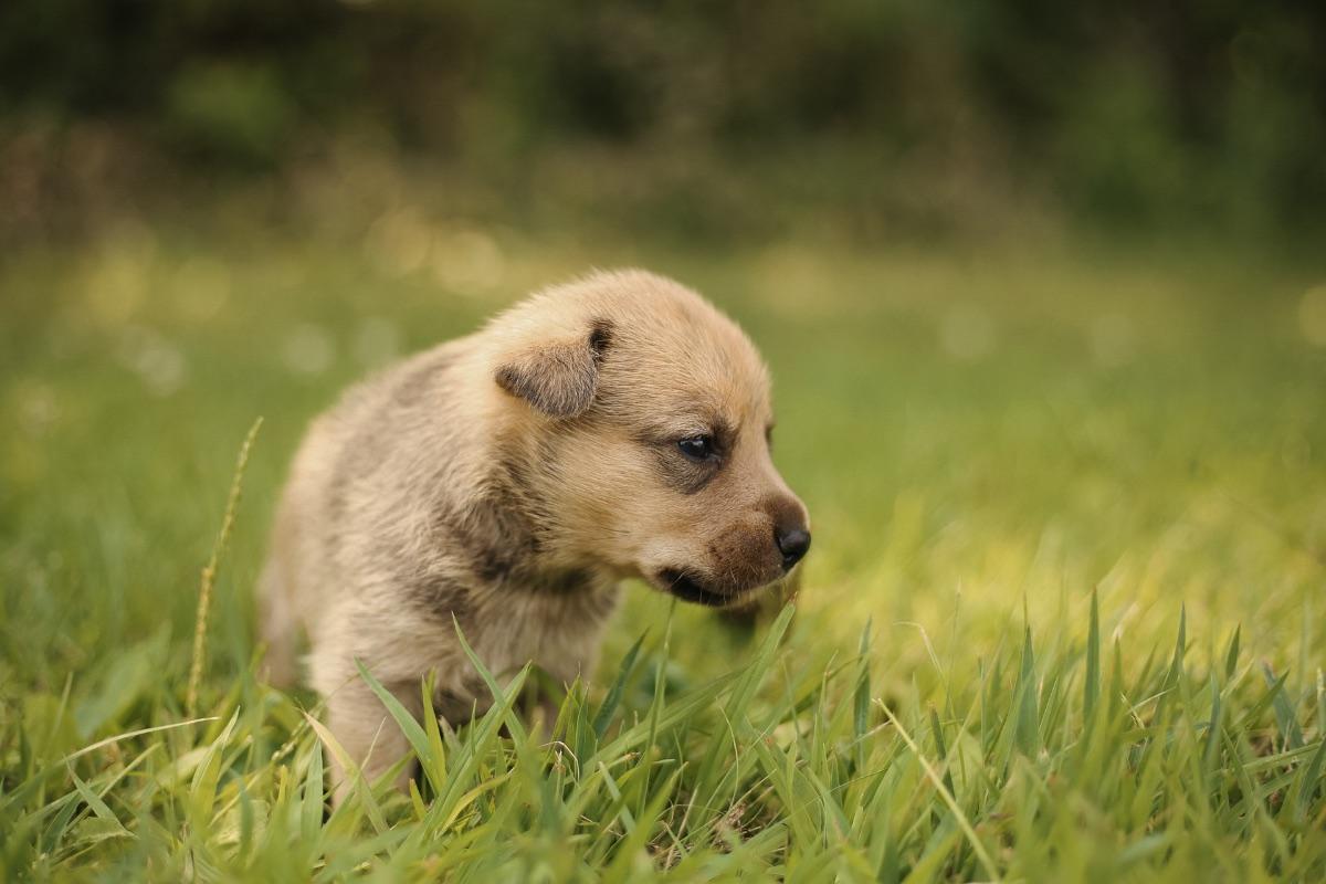 Enlarge Bently, a Adopted mixed breed in Mora, MN image 1/2