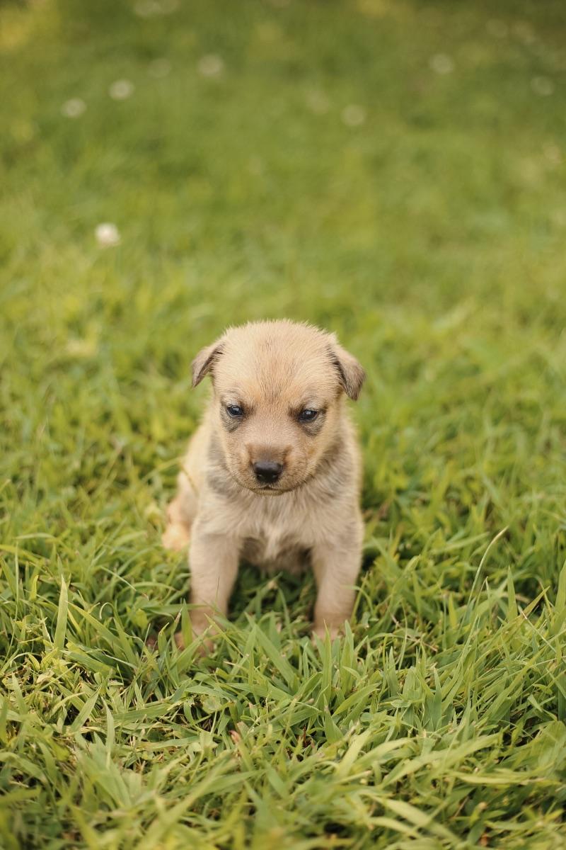 Enlarge Bently, a Adopted mixed breed in Mora, MN image 2/2