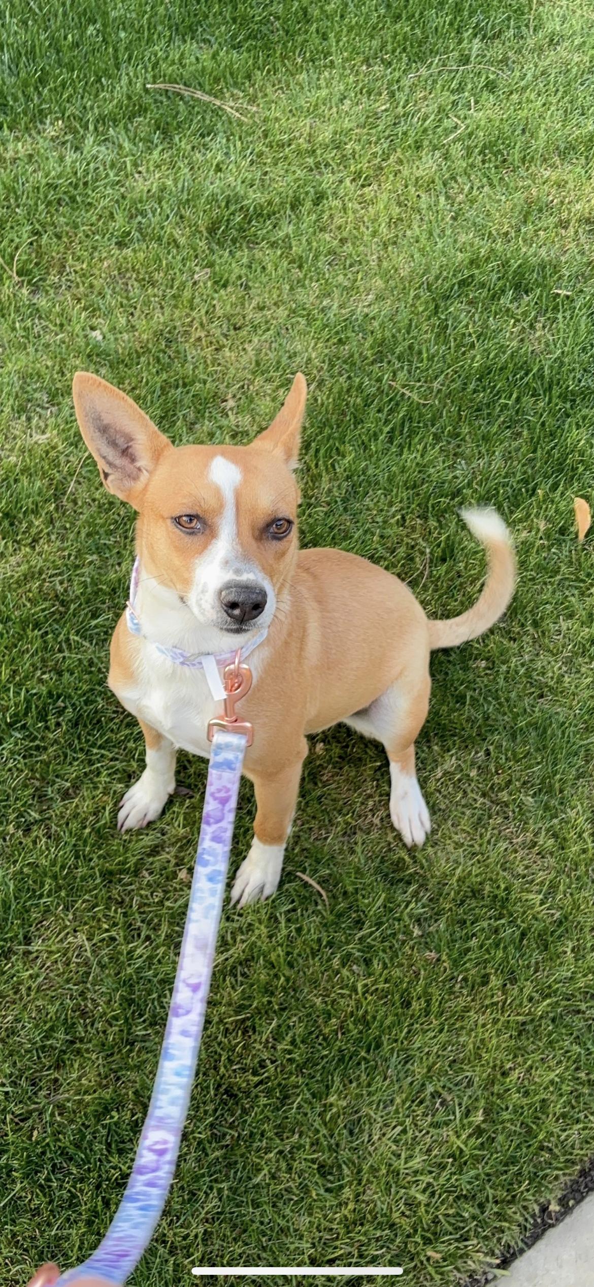 Enlarge Pearla, a Adoptable mixed breed in Hamden, CT image 1/6