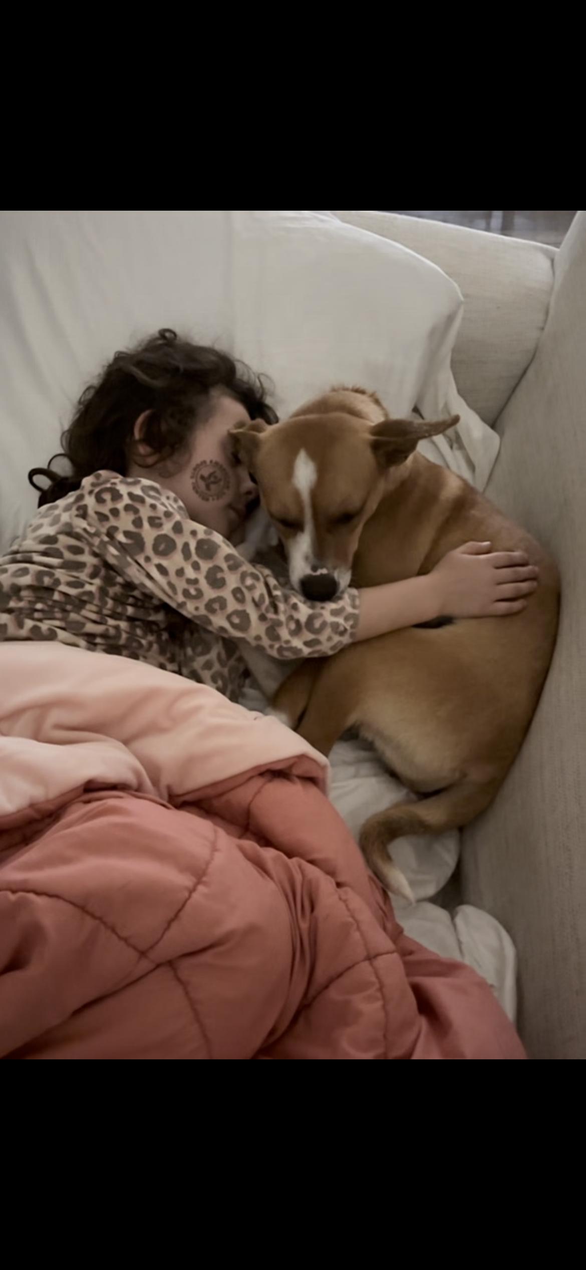 Enlarge Pearla, a Adoptable mixed breed in Hamden, CT image 6/6