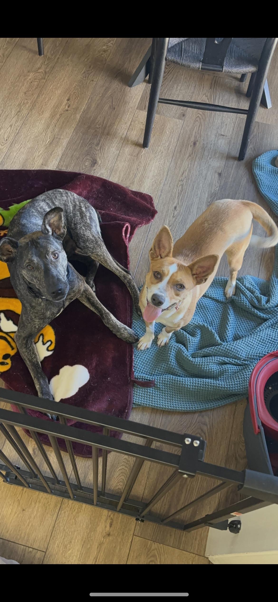 Enlarge Pearla, a Adoptable mixed breed in Hamden, CT image 2/6