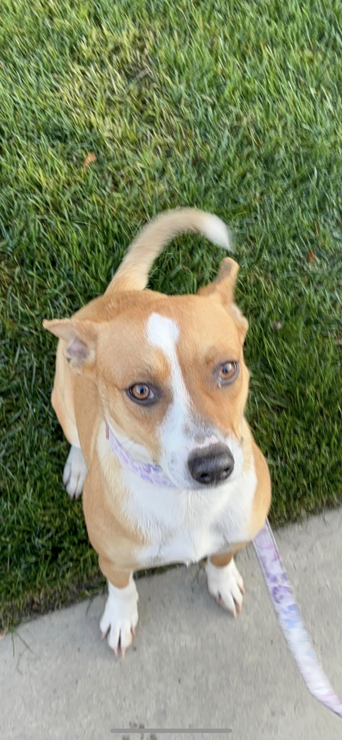 Enlarge Pearla, a Adoptable mixed breed in Hamden, CT image 3/6