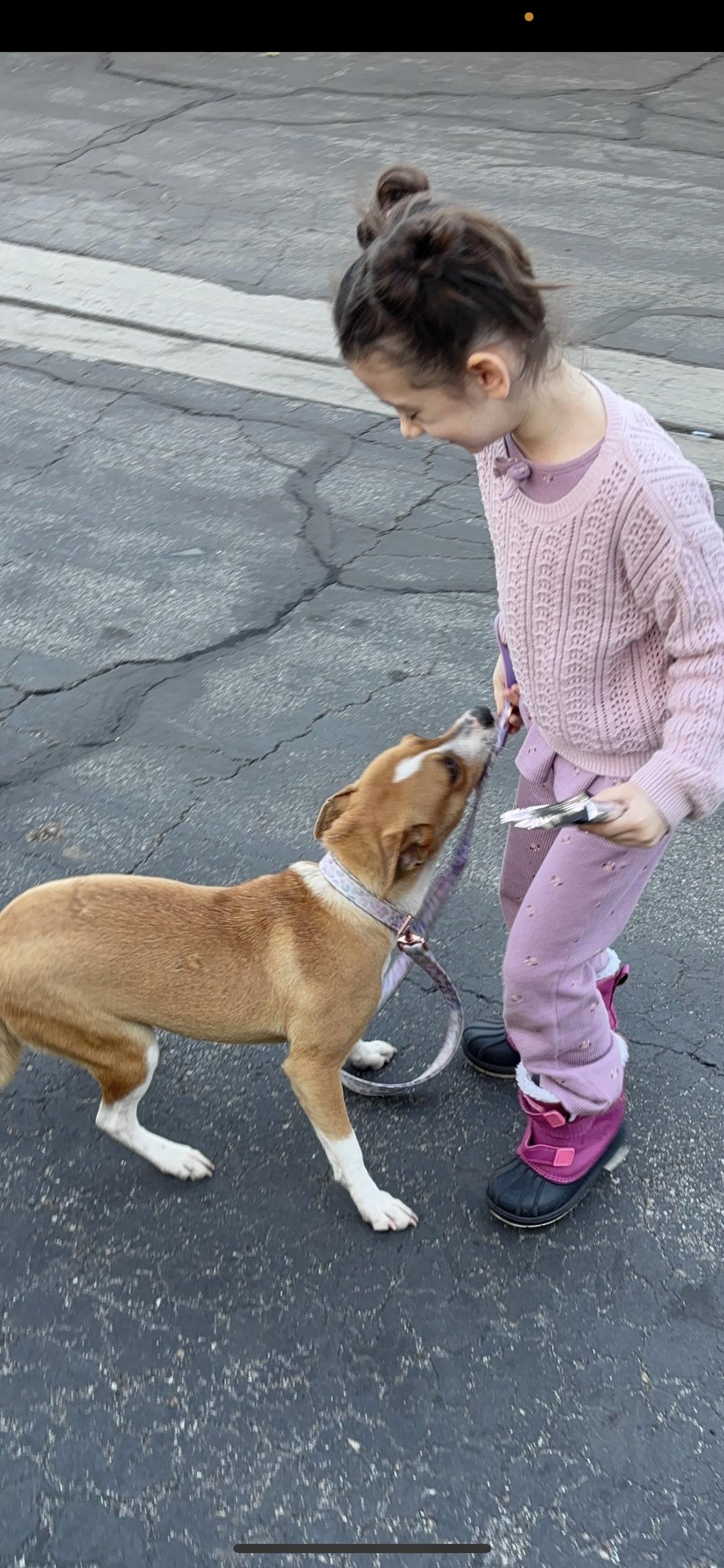 Enlarge Pearla, a Adoptable mixed breed in Hamden, CT image 5/6