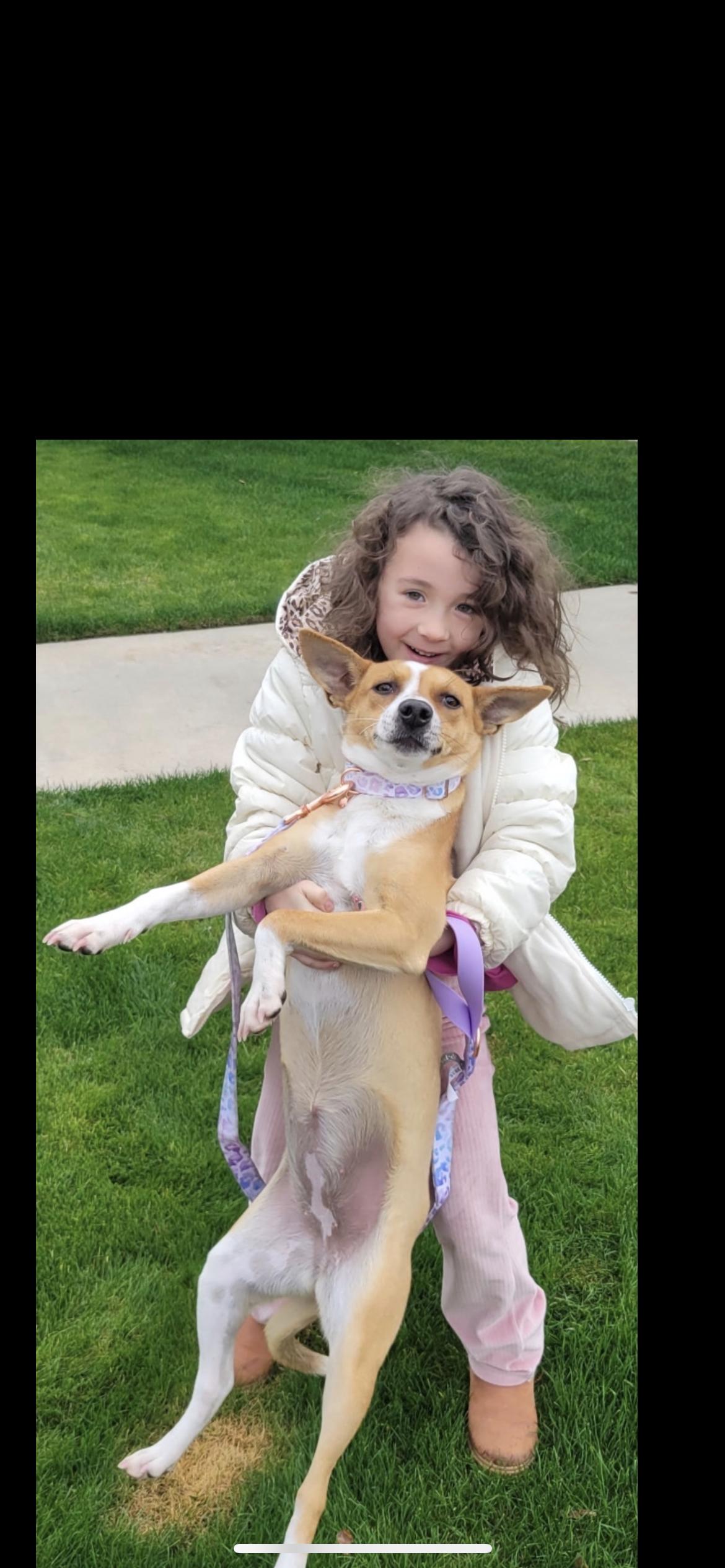 Enlarge Pearla, a Adoptable mixed breed in Hamden, CT image 4/6