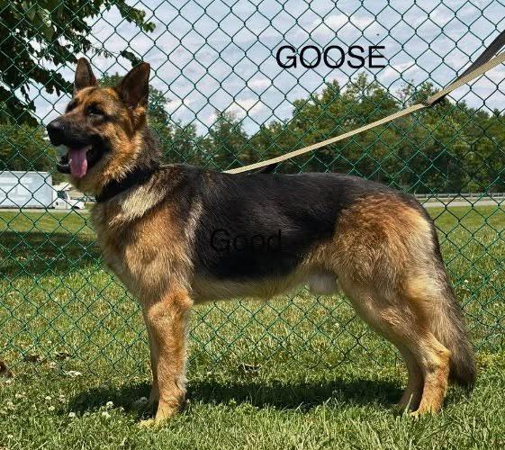 Enlarge Goose, a ADOPTABLE German Shepherd Dog in Culpeper, VA image 1/1