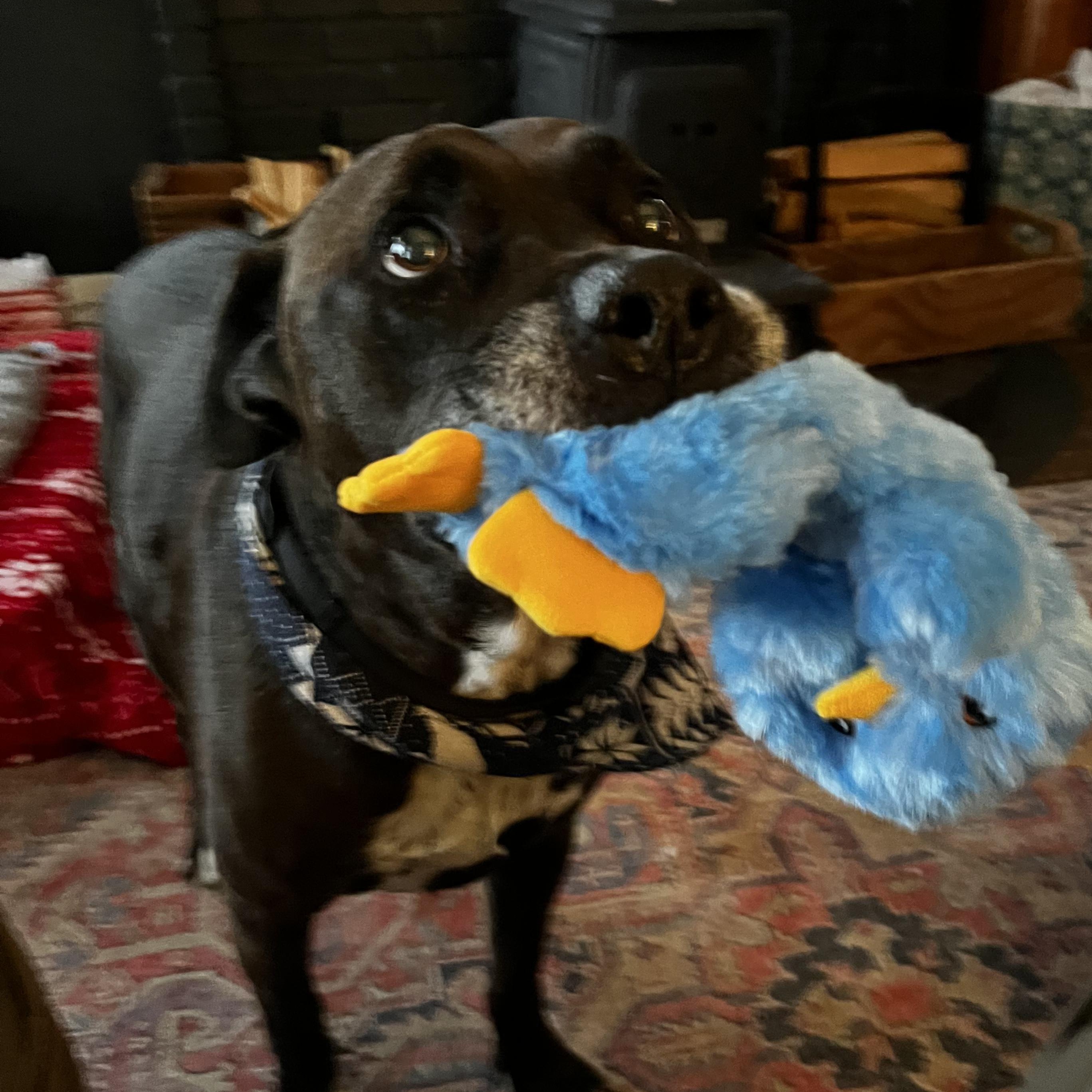 Enlarge Buddy, a Adoptable mixed breed in Ellensburg, WA image 6/6
