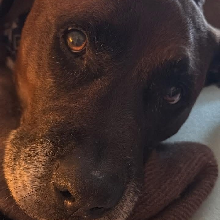 Buddy — thumbnail 2