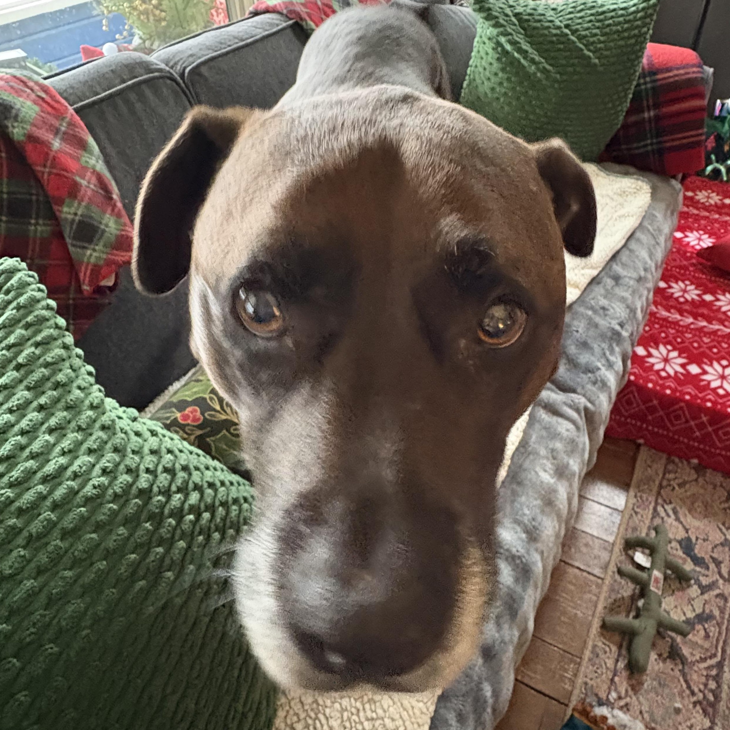 Enlarge Buddy, a Adoptable mixed breed in Ellensburg, WA image 3/6