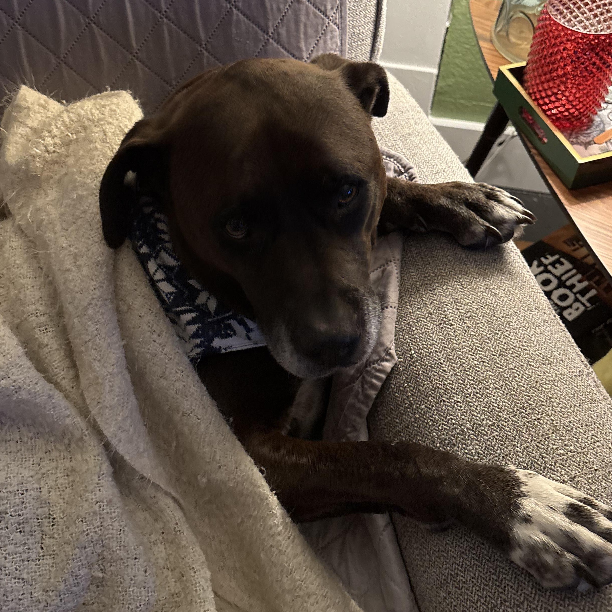 Enlarge Buddy, a Adoptable mixed breed in Ellensburg, WA image 4/6