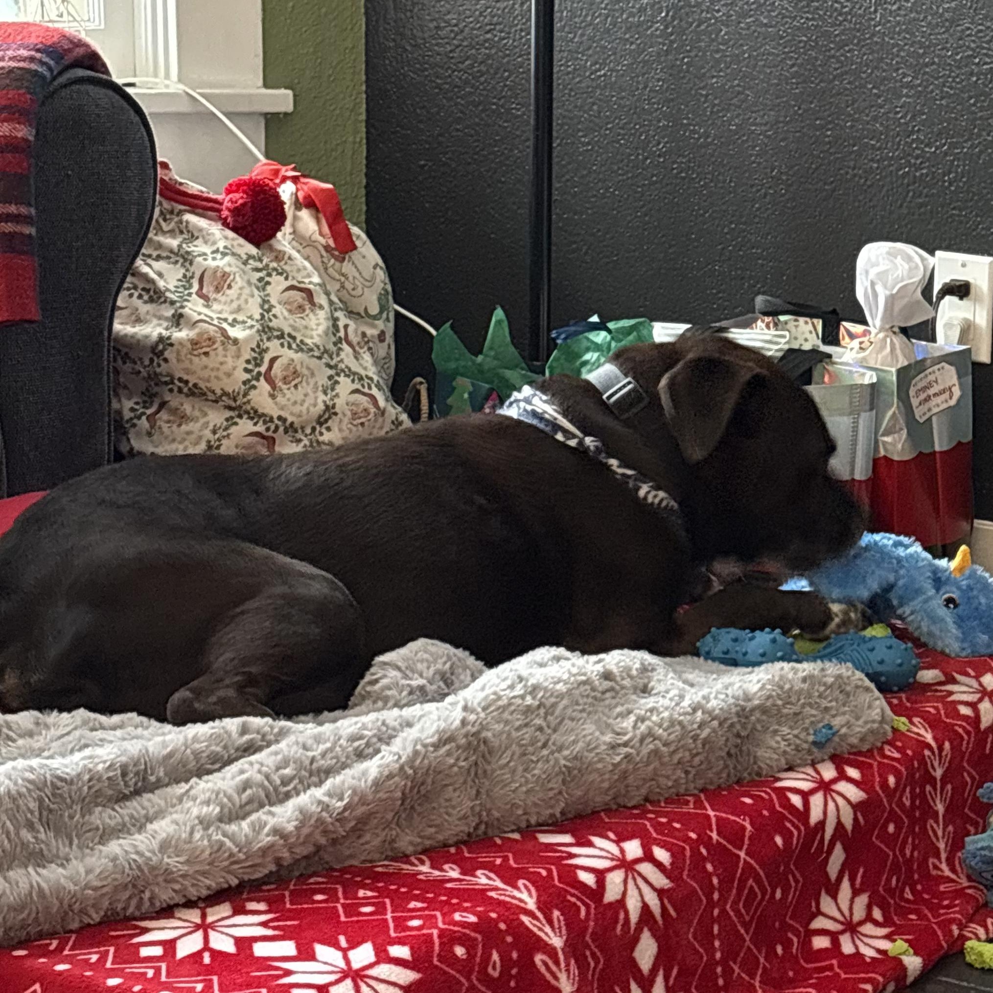 Enlarge Buddy, a Adoptable mixed breed in Ellensburg, WA image 5/6