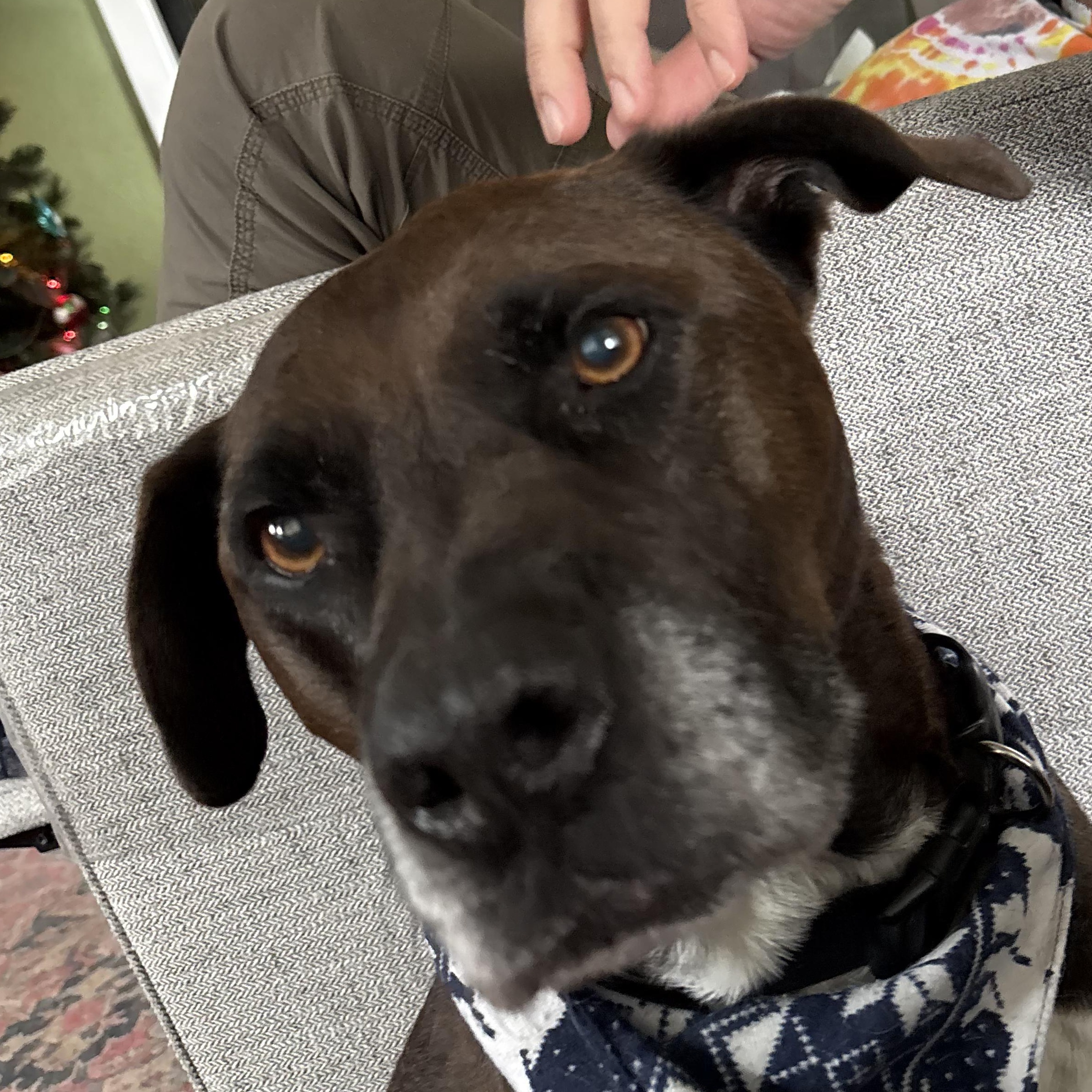 Buddy, Adoptable, Senior Male Labrador Retriever.