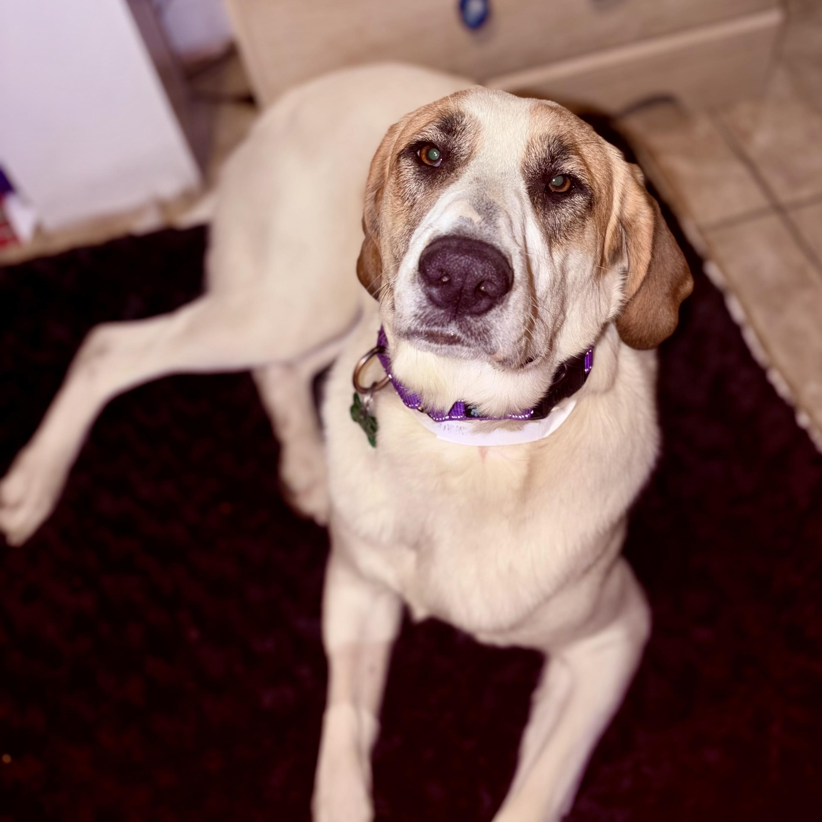 Enlarge SHONEYS-Local, a Adoptable mixed breed in Warwick, RI image 6/6