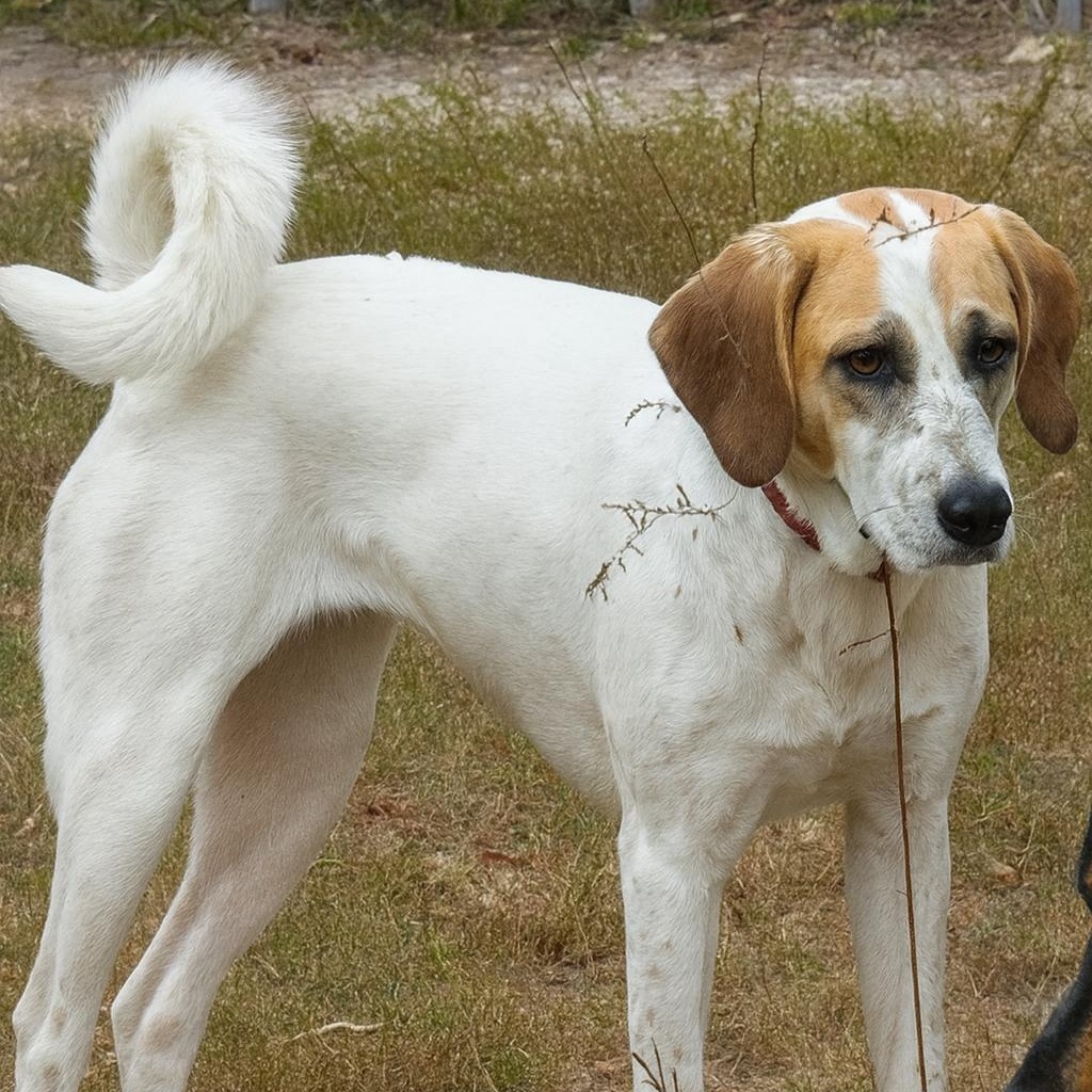 SHONEYS, Adoptable, Adult Female Labrador Retriever.