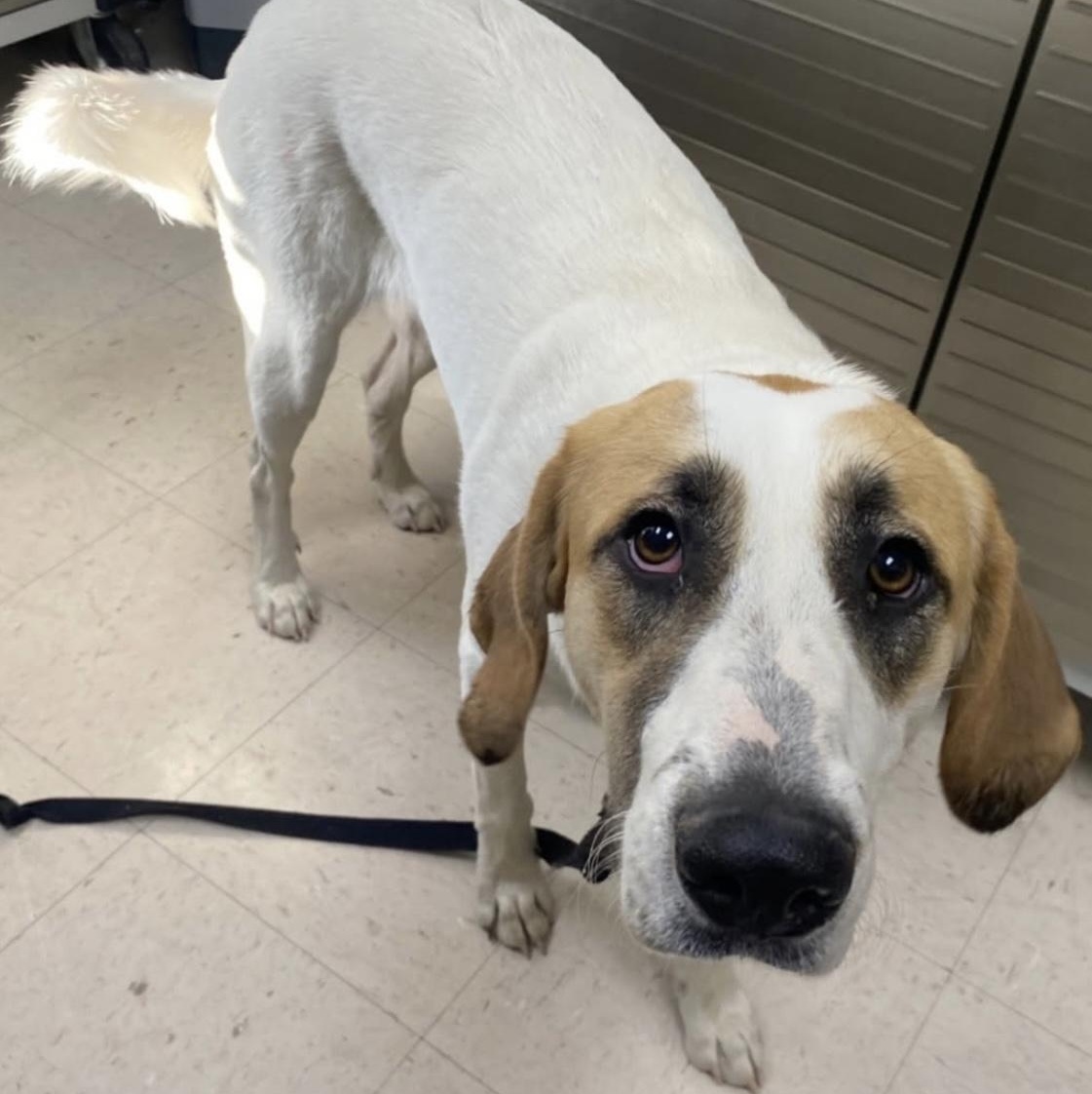 SHONEYS, a Adoptable mixed breed in Warwick, RI image 2/4