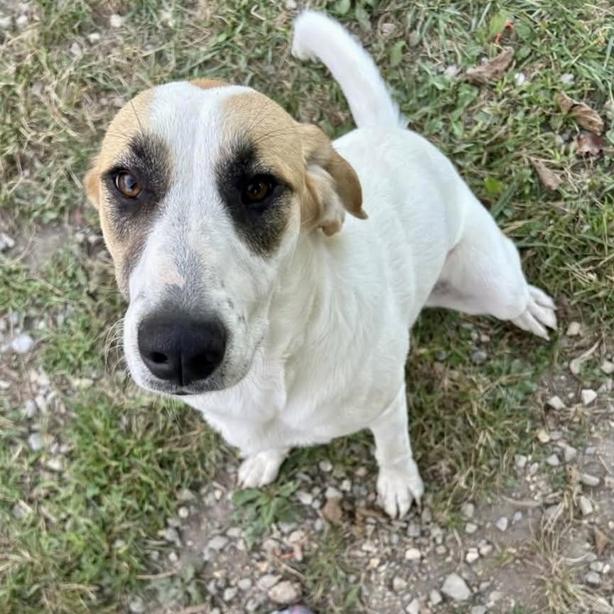 SHONEYS, a Adoptable mixed breed in Warwick, RI image 3/4