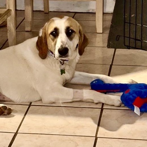 SHONEYS-Local, Adoptable, Adult Female Labrador Retriever.