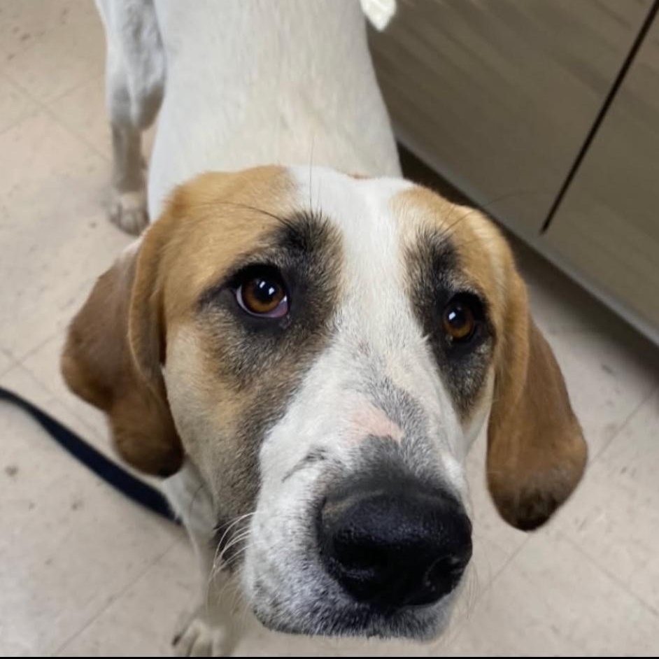 SHONEYS, a Adoptable mixed breed in Warwick, RI image 4/4
