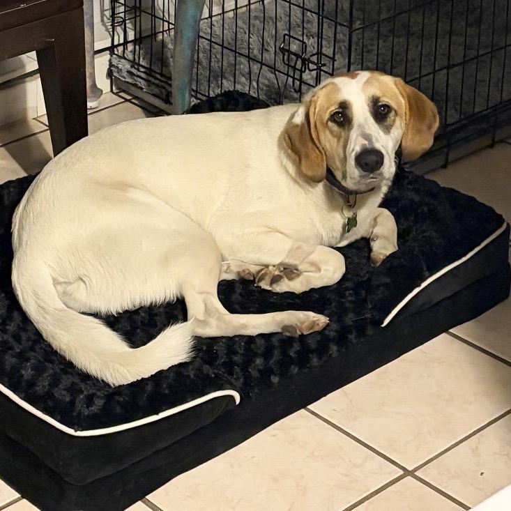 Enlarge SHONEYS-Local, a Adoptable mixed breed in Warwick, RI image 2/6