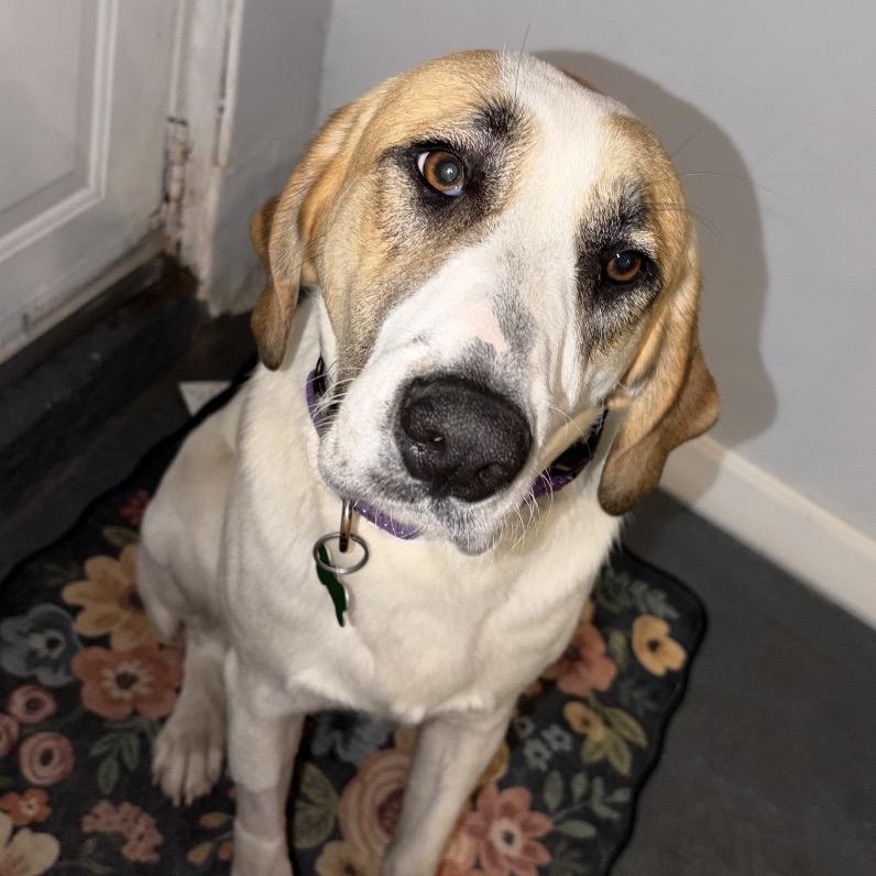 Enlarge SHONEYS-Local, a Adoptable mixed breed in Warwick, RI image 3/6