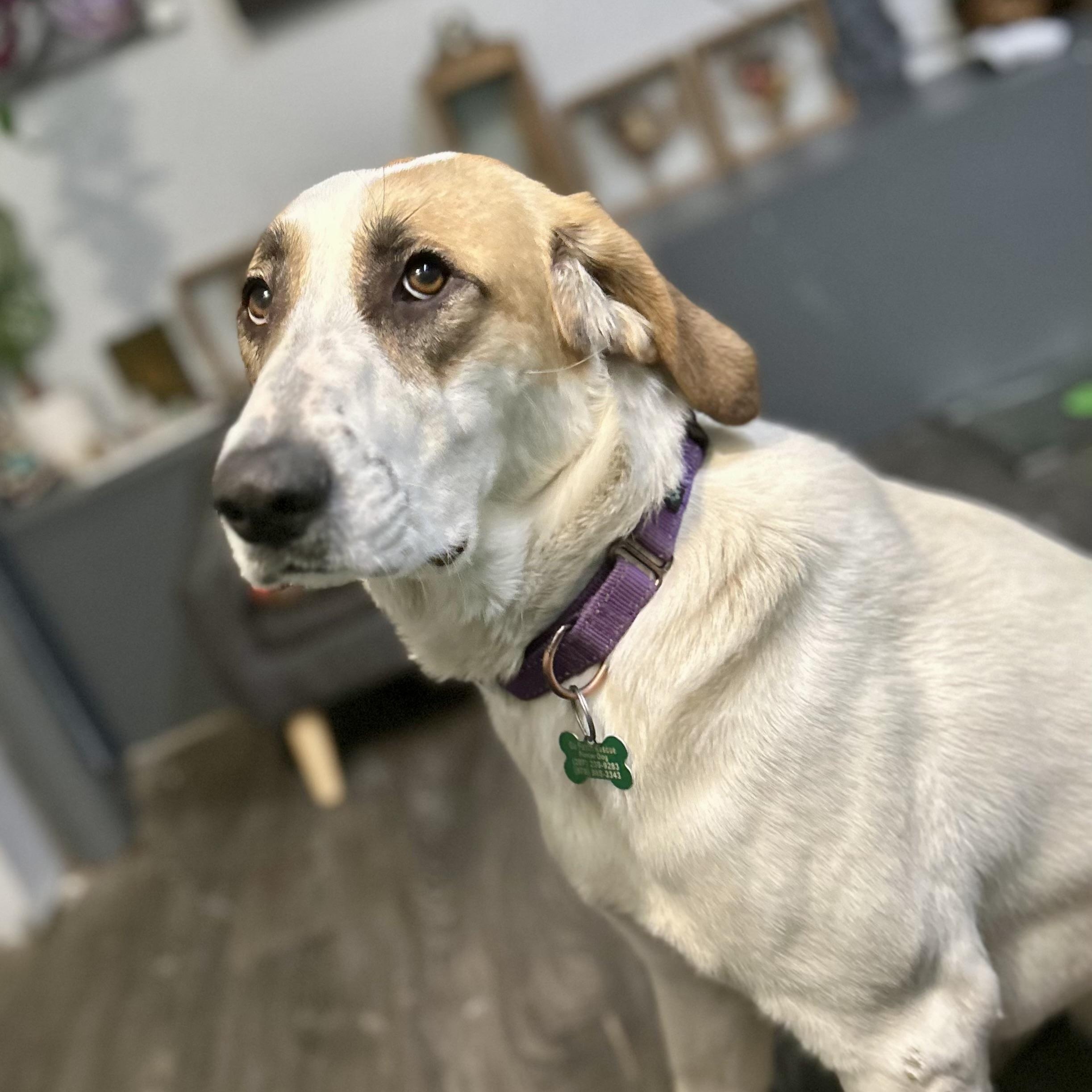 SHONEYS-Local, Adoptable, Adult Female Labrador Retriever.